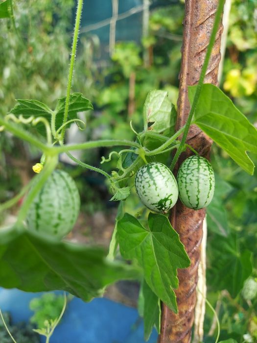 Мелотрія, циклантера, томати, гарбузи