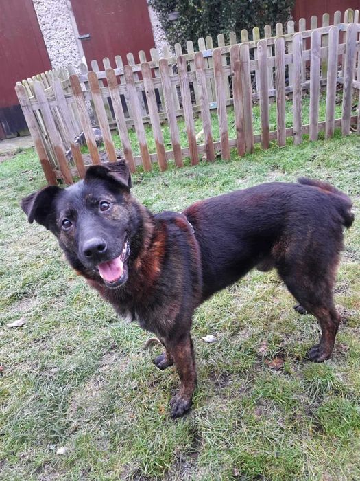 Pies pełen miłości do człowieka