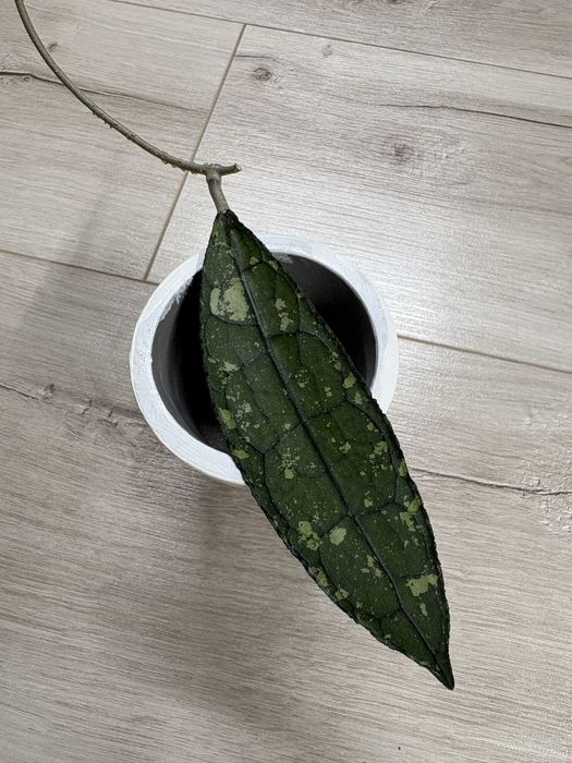 Hoja Clemensiorum Splash