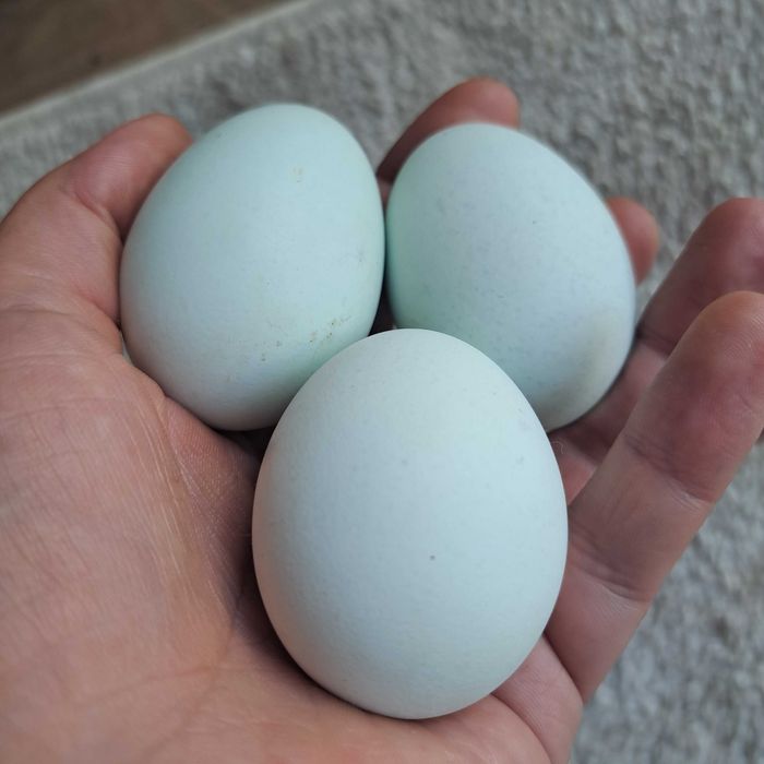 Jajka od kur blue shell