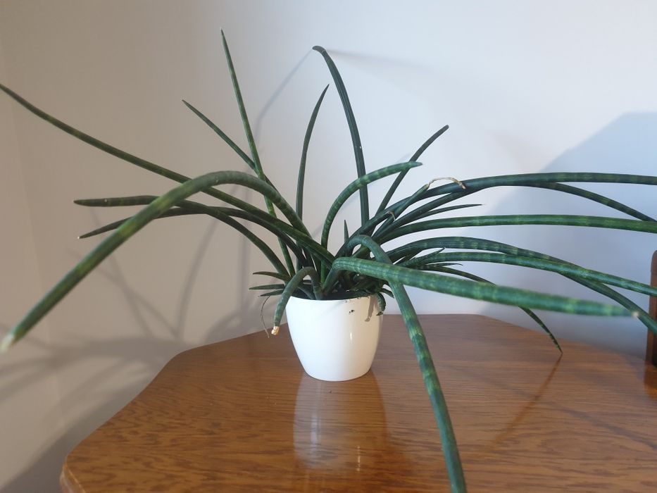 Sansewieria sadzonki