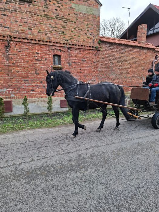 Kara klacz 5 lat po ogierze Epolet