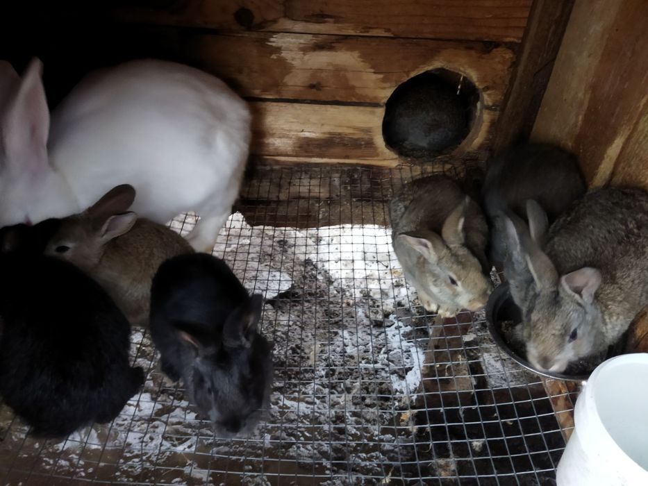 Кролики молодняк