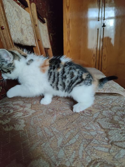 красунчики кошенята