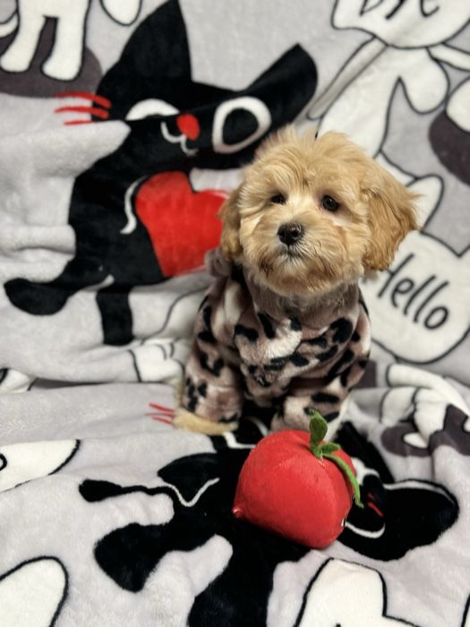 Мальтипу девочка 3 месяца