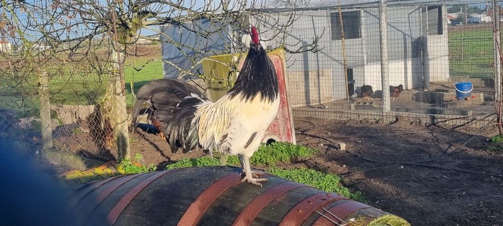 Lakenvelder por reserva