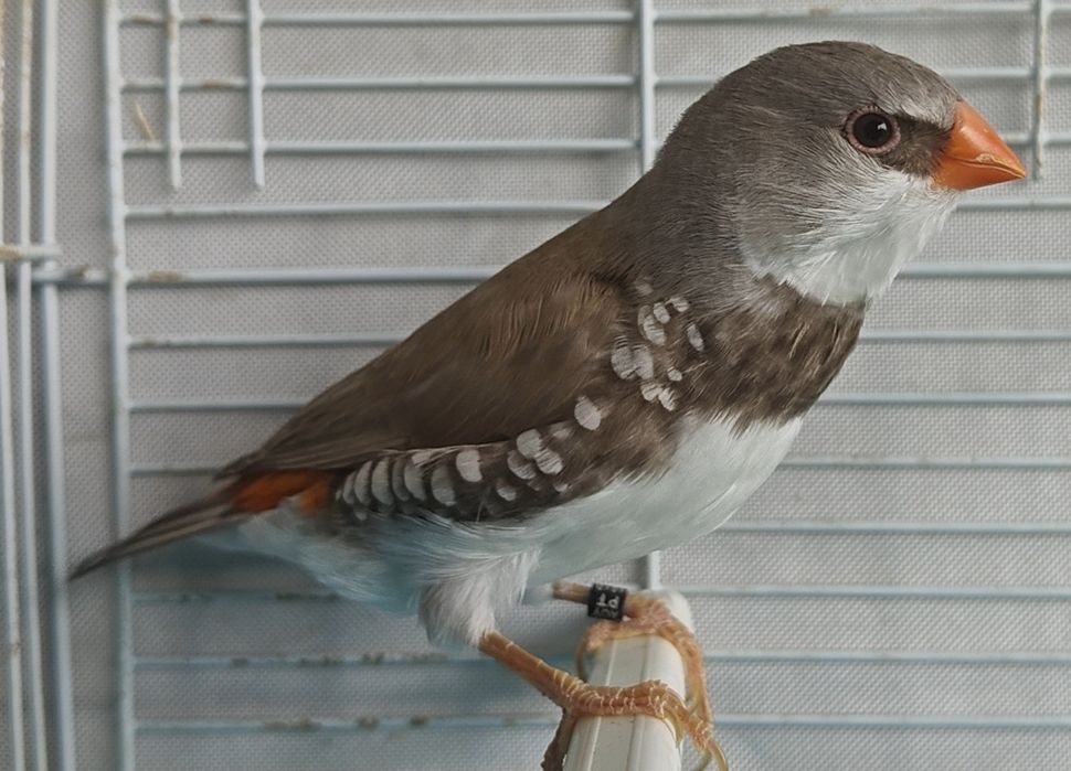 Diamantes sparrow