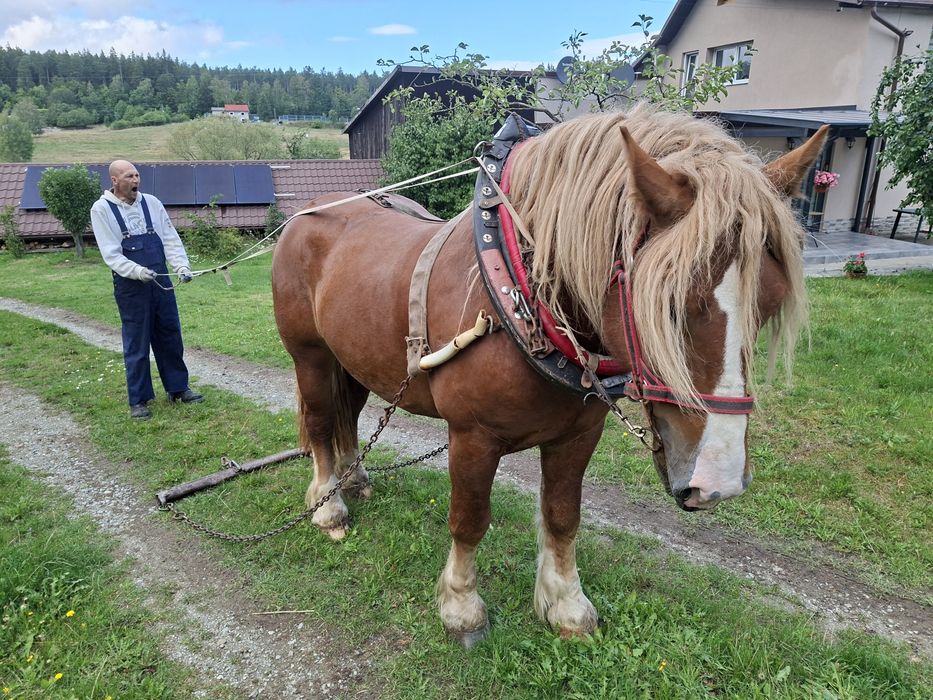 Sprzedam konia zimnokrwistego