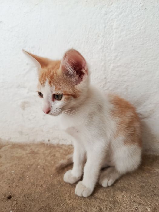 Gatinha bebé para adoção