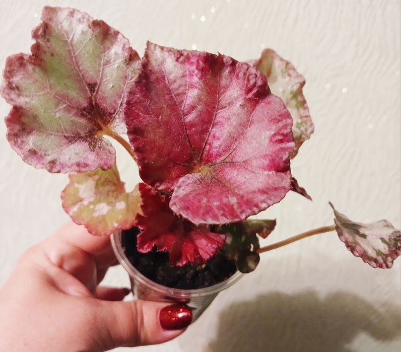 Бегонія декоративно-листяна