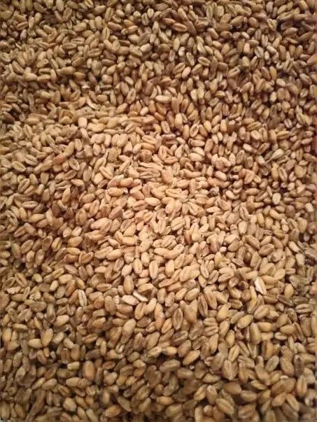 Pszenica ekologiczna