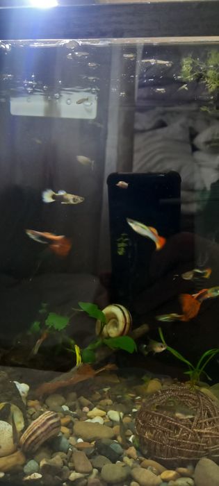 Акваріумні рибкии