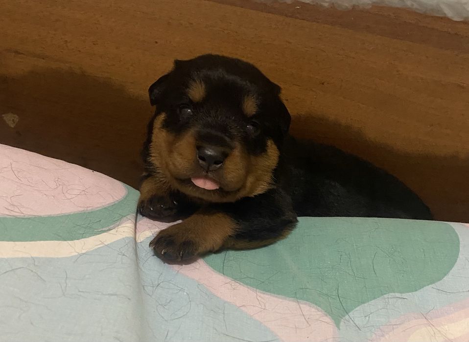 Rottweiler Suczka FCI