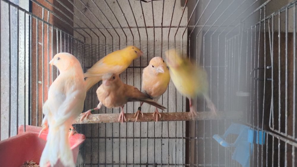 Kanarki samce samice