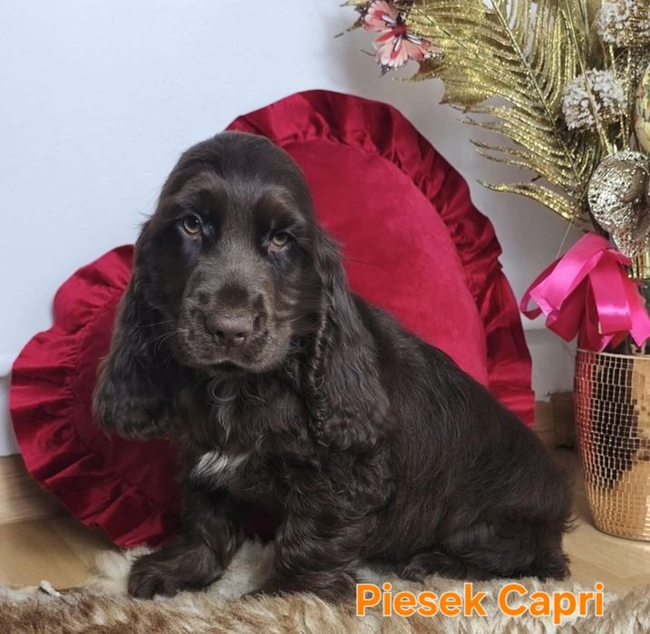 Czekoladowy piesek z rodowodem - Cocker spaniel angielski