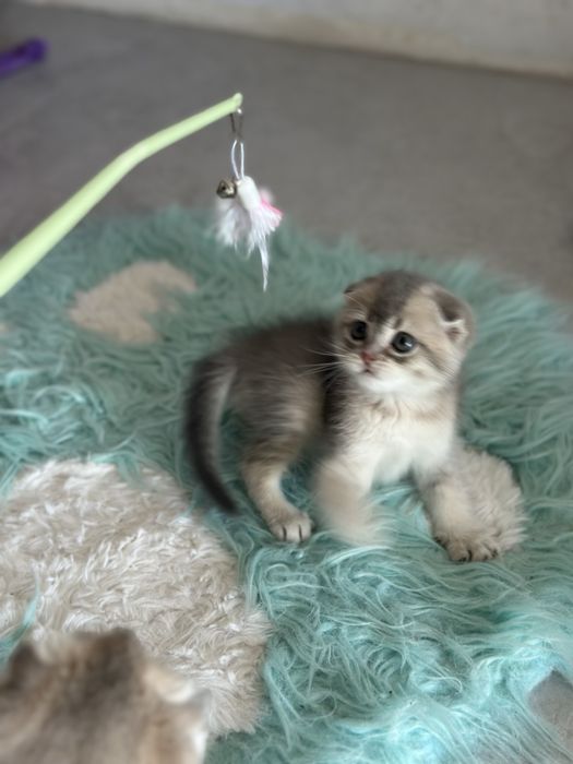 Шотландські кошенята