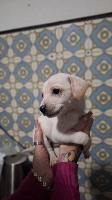 3 caezinhos machos para adoção