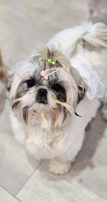 Shih-tzu ponad roczny