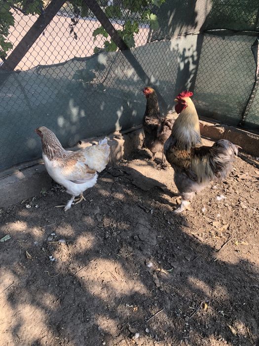 Продам курей БРАМА.