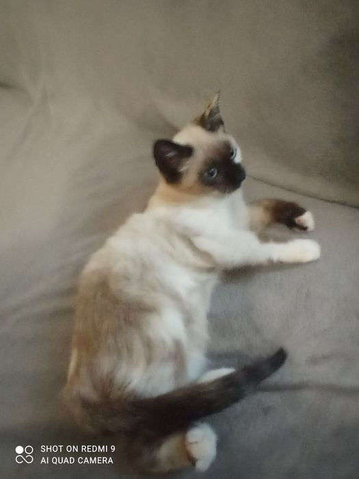 Кішка сіамська маленька вік 2 с половиною місяця чистокровна.