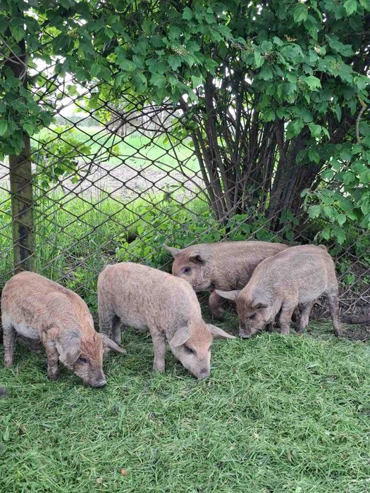 Поросята породи мангал