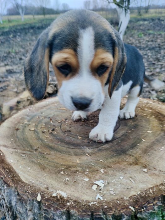 Продам щенків бігля.