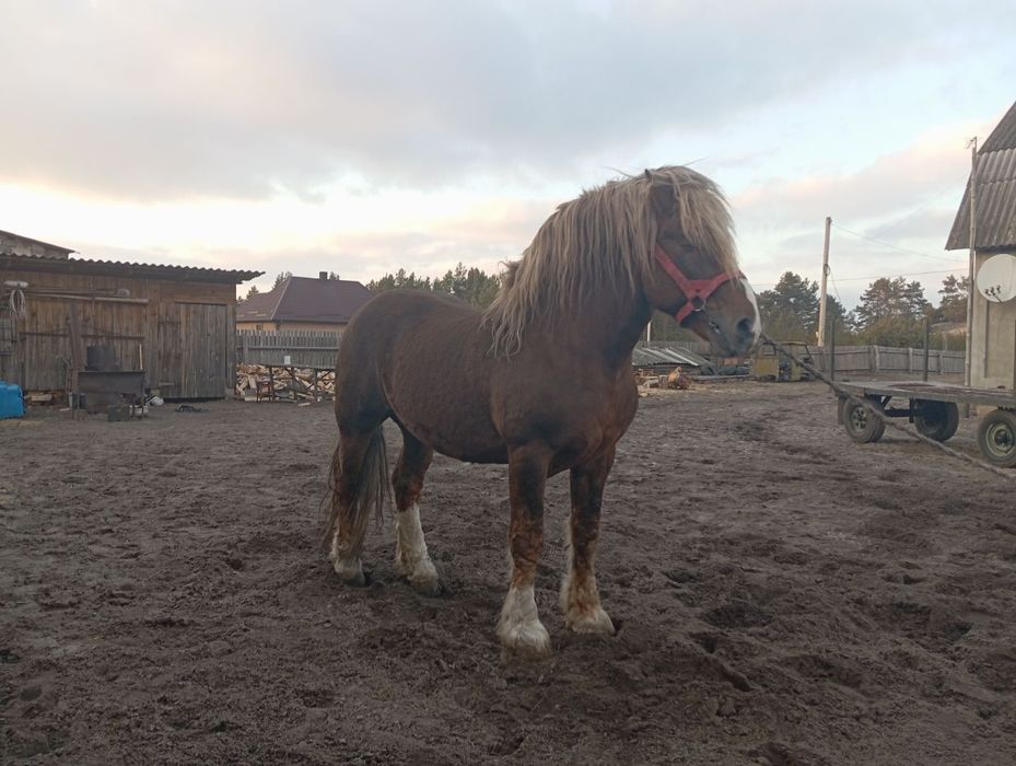 Продам жеребця з документами