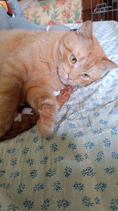 Рудий кіт, взяти в родину