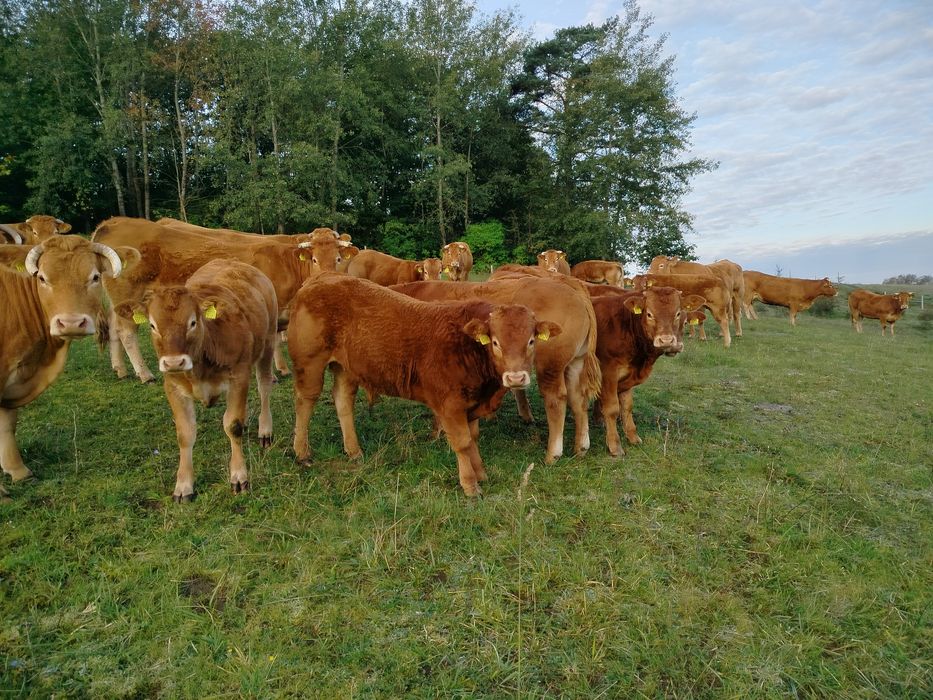Byczki jałówki limousine LM odsadki