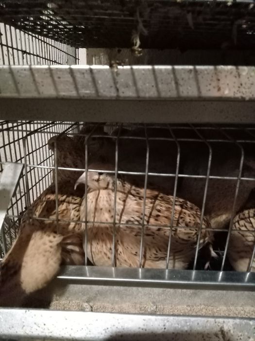 Перепілки - несучки 2 міс  Порода Техаський, Фенікс золотистий