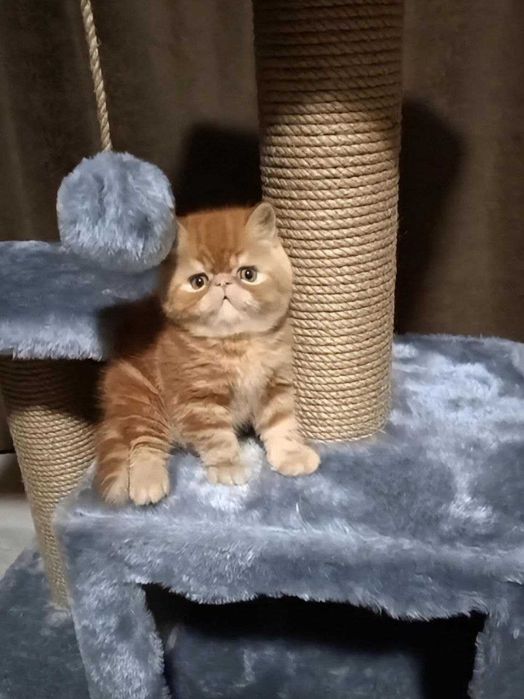 Британський короткошерстний супер хлопчик