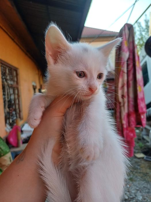 Віддам кошенят у добру люблячу сім'ю