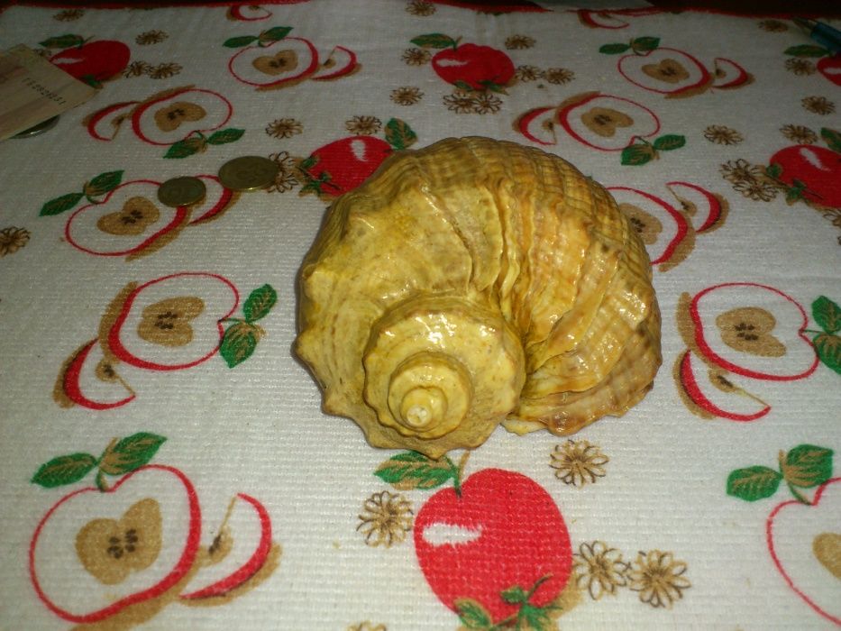 Большая морская раковина 70 годов СССР.