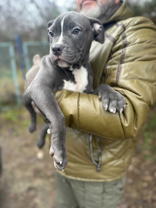 АСТ АМСТАФ щенки цуцики блакитні розплідник Харків!