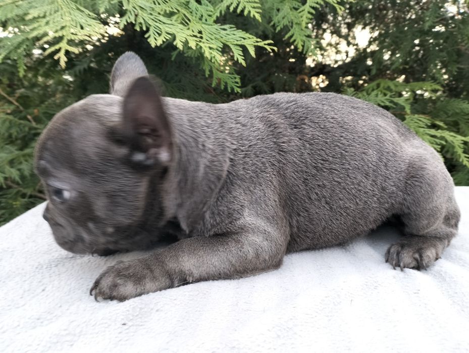 Szczeniak Buldog Francuski Blue