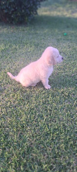 Golden retriever