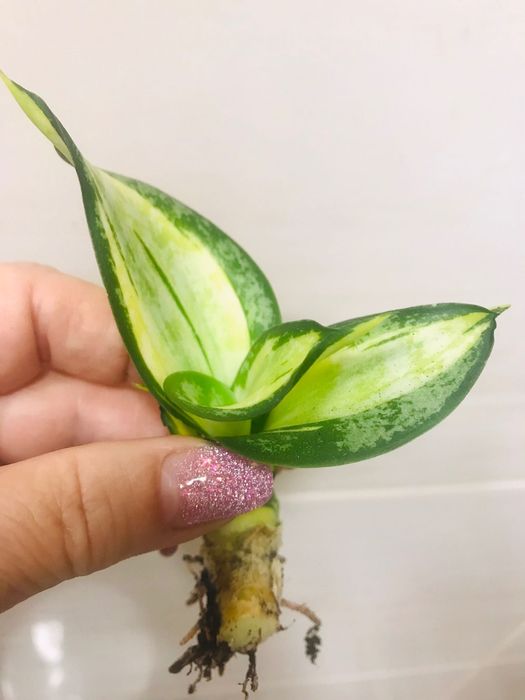 Сансевиерия распродажа.