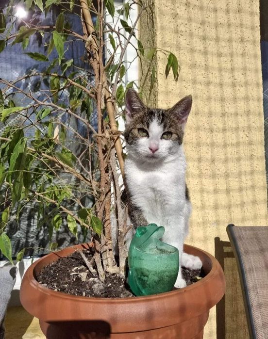 Burbon poleca się do adopcji