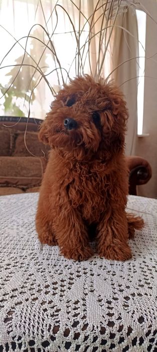 Той пудель ксу  міни тикап хлопчик