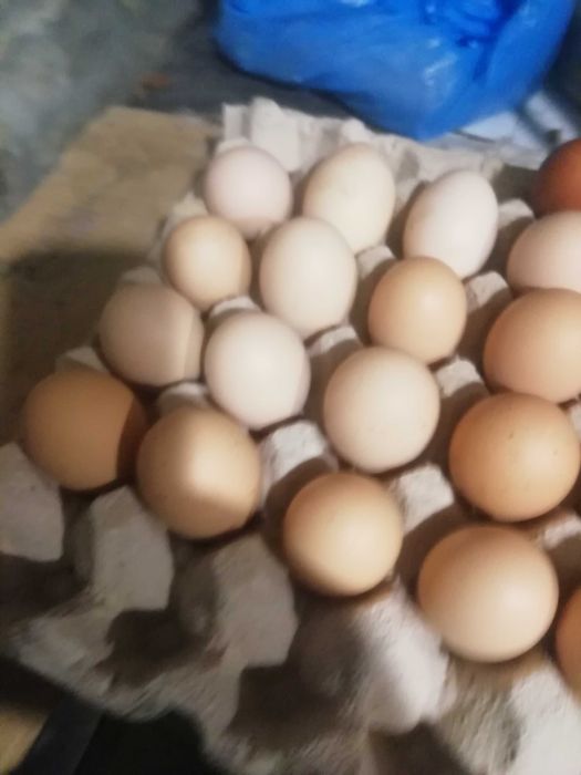 ovos caseiros negociável