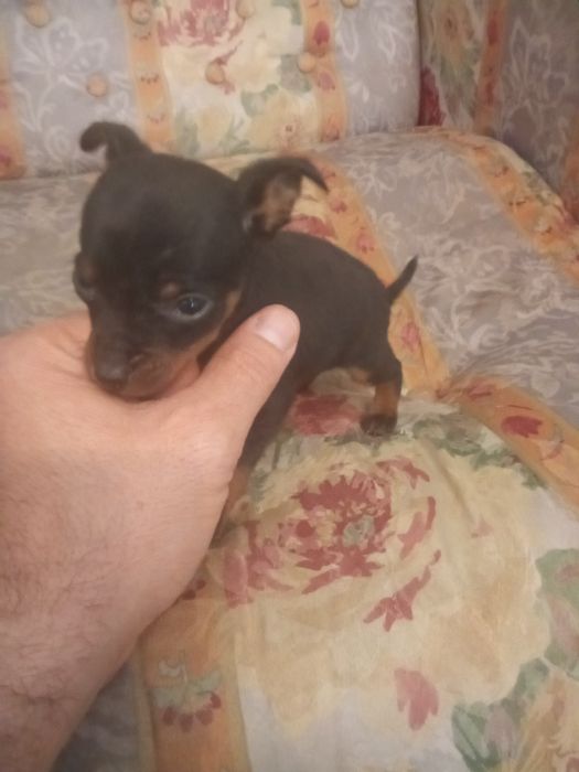 Pinscher miniatura