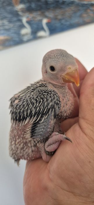 Ring neck azuis e azuis turquesa para  criar a mão