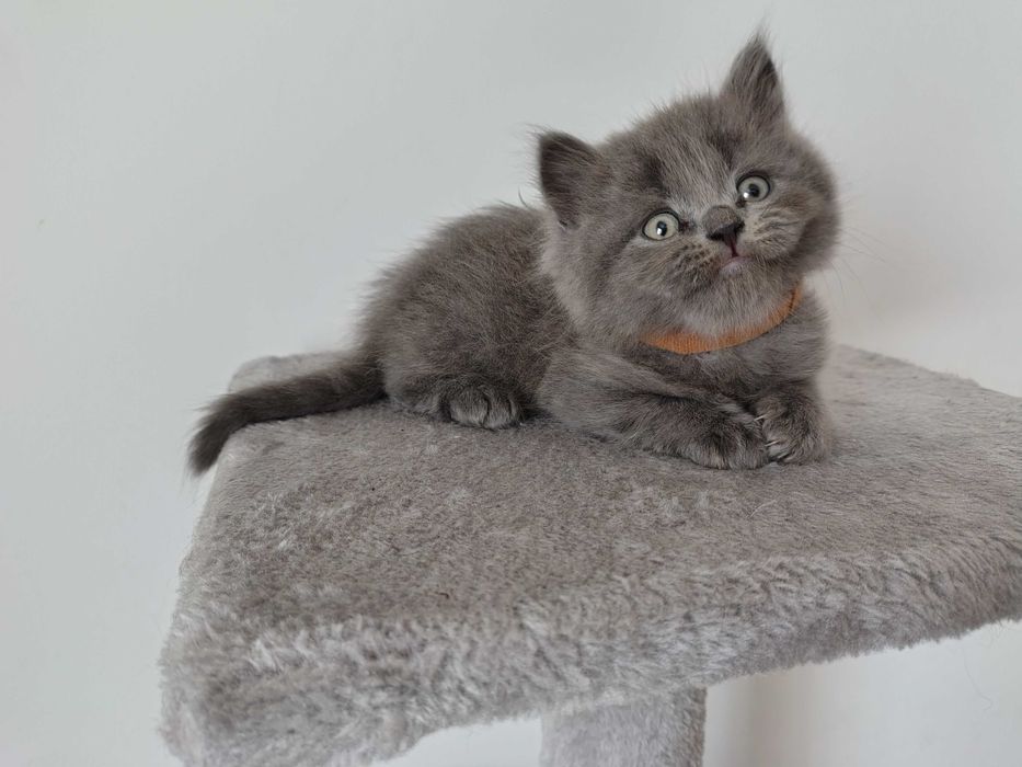 Kotek Brytyjski Długowłosy – niebieski – rodowód