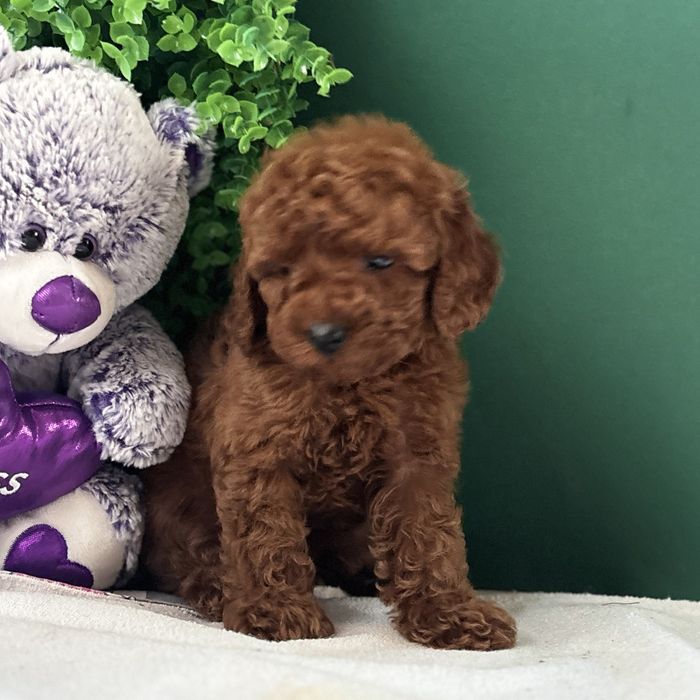 ляльковий хлопчик у забарвленні Red Braun