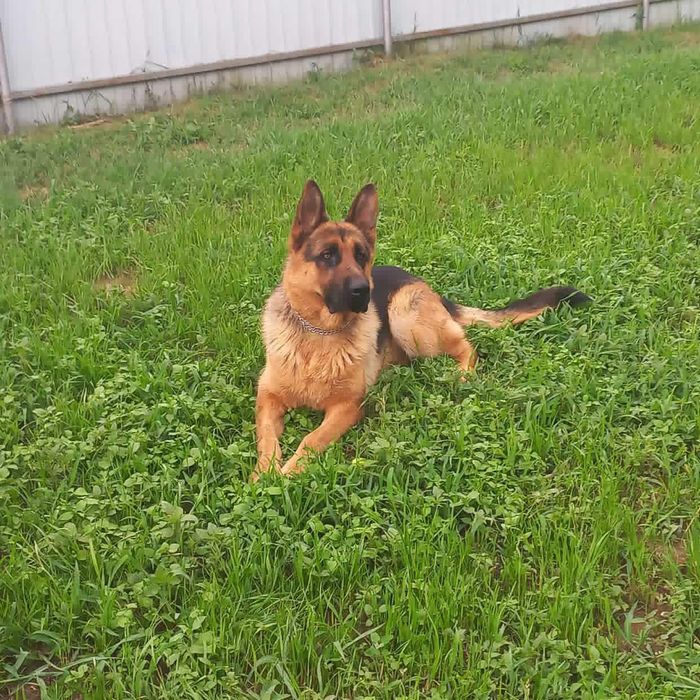 Є собака для вязки вік 1рік 8місяців