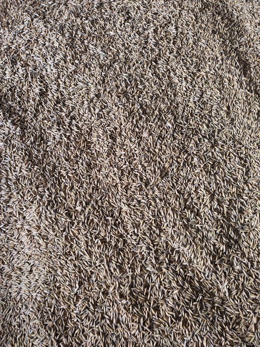 Owies do koni  i innych zwierząt