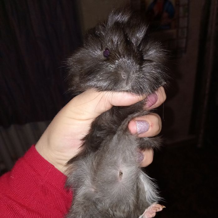 Морські свинки найкращі  домашні пухнастики,морские свинки