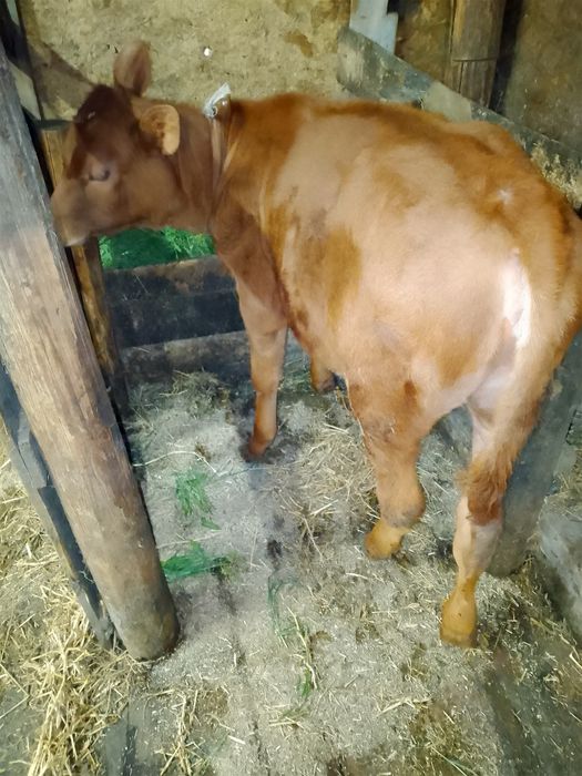 Продам телята помісні джєрсі.