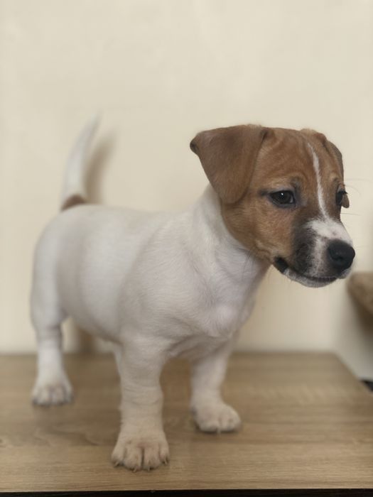 Джек рассел цуценя, вакциновані, ветпаспорт