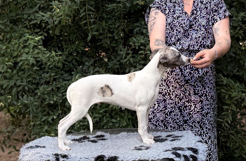Whippet ZKwP/FCI